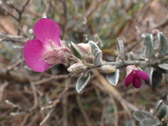 Podalyria hirsuta
