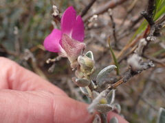 Podalyria hirsuta