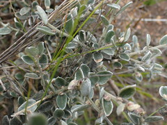Podalyria hirsuta