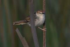 Cisticola tinniens