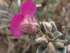 Podalyria hirsuta
