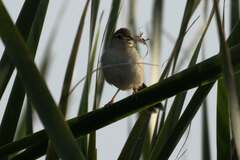 Cisticola tinniens