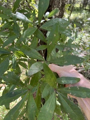 Quercus laurifolia