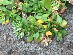 Polycarpaea divaricata