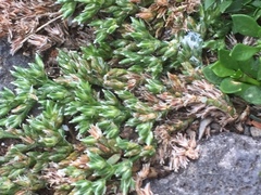 Polycarpaea divaricata