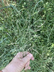 Panicum coloratum