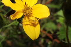 Misumenoides formosipes