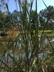 Zizaniopsis miliacea