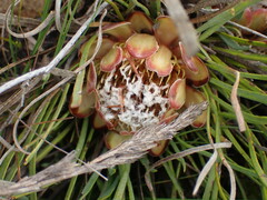 Protea intonsa