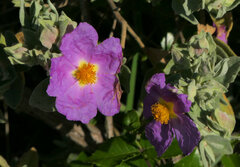 Cistus albidus