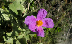 Cistus albidus