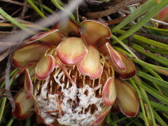 Protea intonsa