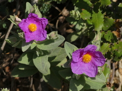 Cistus albidus