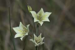 Gladiolus tristis