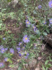 Symphyotrichum shortii