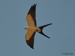 Elanoides forficatus