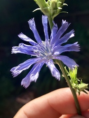 Cichorium intybus