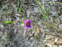 Symphyotrichum pratense
