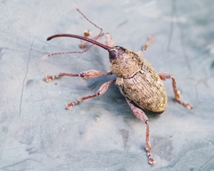 Curculio glandium