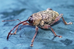 Curculio glandium