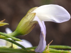 Psoralea