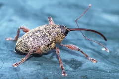 Curculio glandium