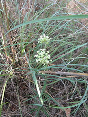 Asclepias verticillata