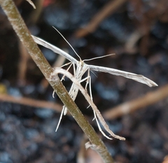 Emmelina monodactyla