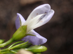 Psoralea