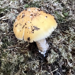 Amanita junquillea