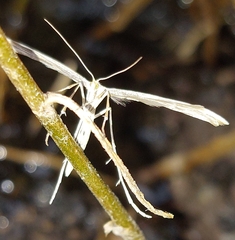 Emmelina monodactyla