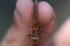 Arrenurus