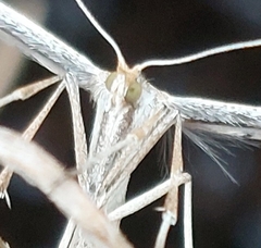 Emmelina monodactyla