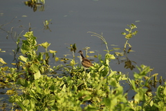 Jacana spinosa