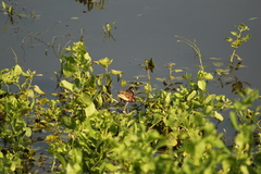 Jacana spinosa