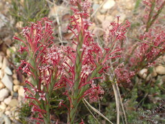 Struthiola eckloniana