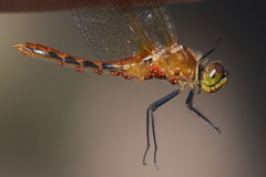 Arrenurus
