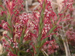 Struthiola eckloniana