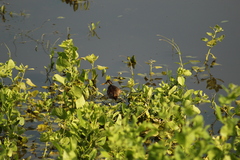 Jacana spinosa