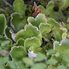 Peltigera aphthosa