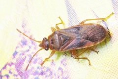 Arocatus roeselii