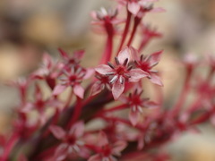 Struthiola eckloniana