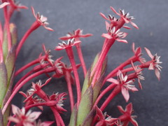 Struthiola eckloniana