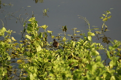 Jacana spinosa