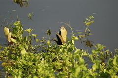 Jacana spinosa