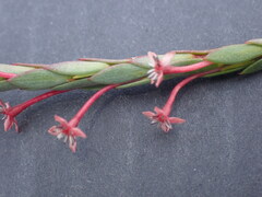 Struthiola eckloniana