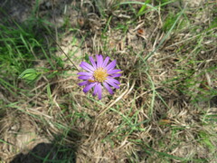 Symphyotrichum pratense