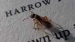 Myrmica