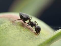 Crematogaster cerasi