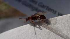 Myrmica